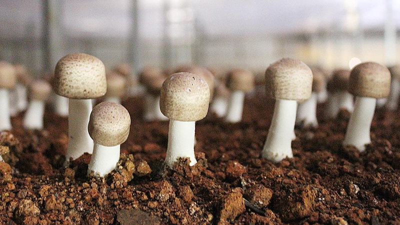 蘑菇菌包怎麼種植