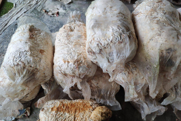 蘑菇菌包怎麼種植