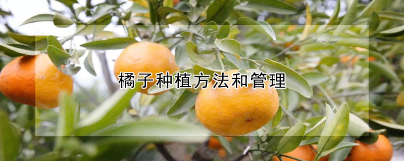 橘子種植方法和管理