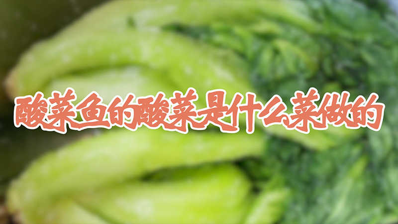 酸菜魚的酸菜是什麼菜做的