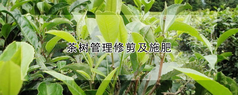 茶樹管理修剪及施肥