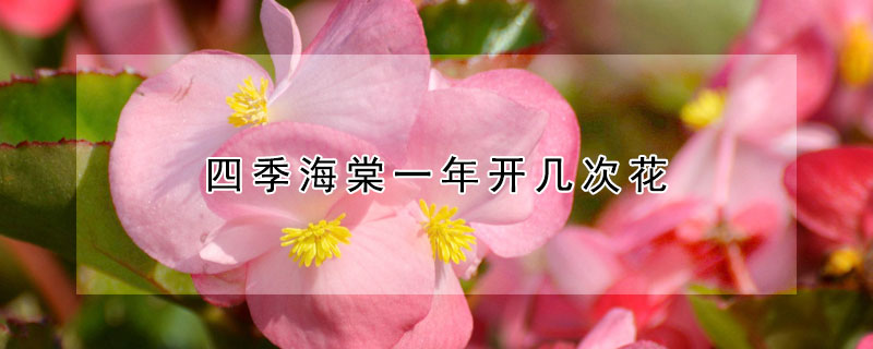 四季海棠一年開幾次花