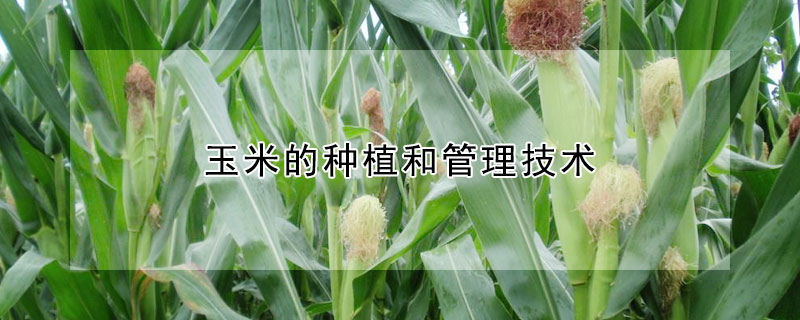 玉米的種植和管理技術