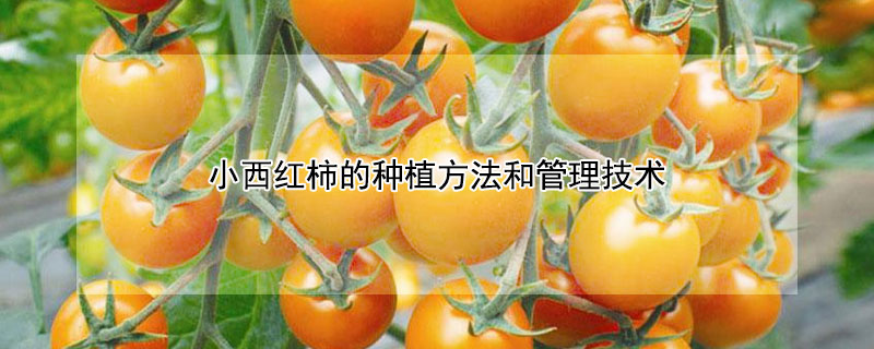 小西紅柿的種植方法和管理技術