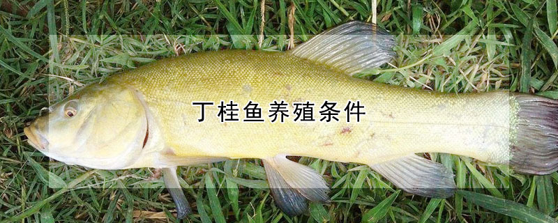 丁桂魚養殖條件