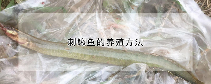 刺鰍魚的養殖方法
