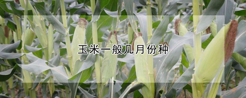 玉米一般幾月份種