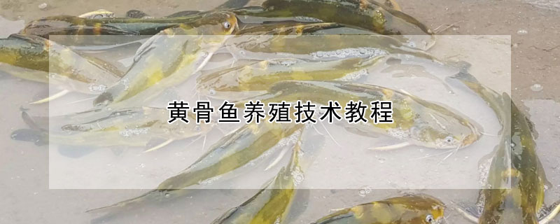 黃骨魚養殖技術教程