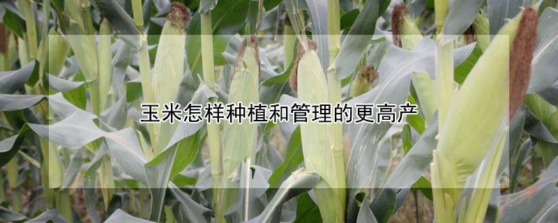 玉米怎樣種植和管理的更高產