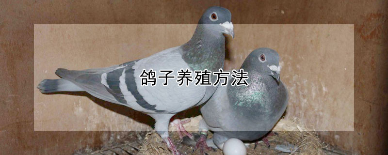 鴿子養殖方法