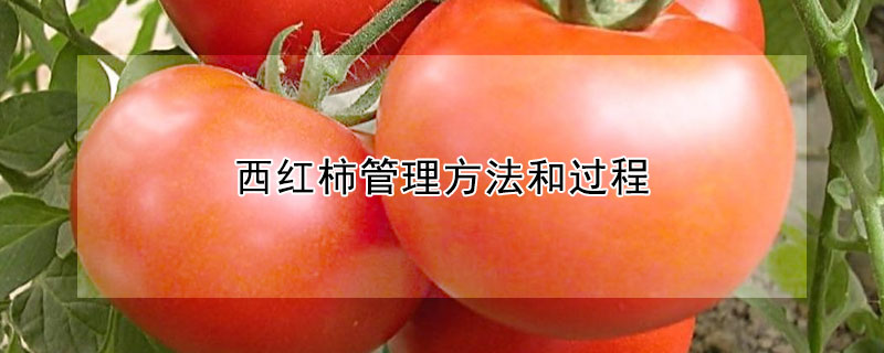 西紅柿管理方法和過程