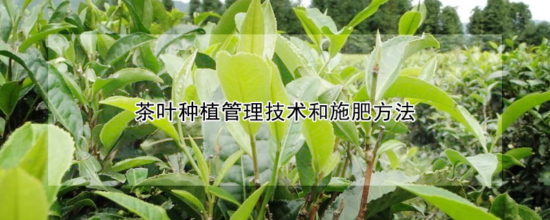 茶葉種植管理技術和施肥方法
