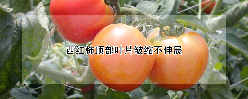 西紅柿頂部葉片皺縮不伸展