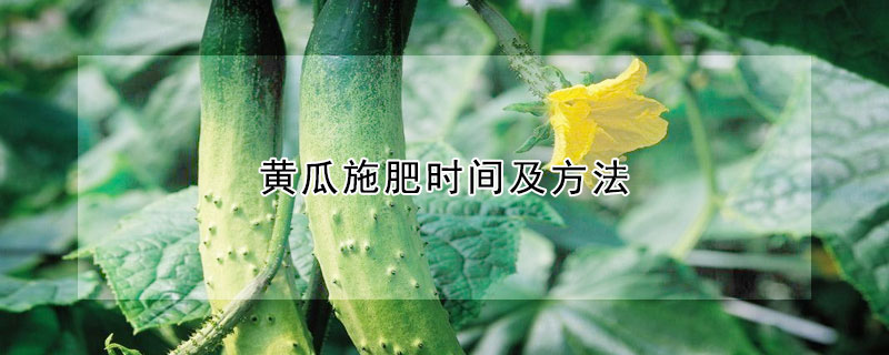 黃瓜施肥時間及方法
