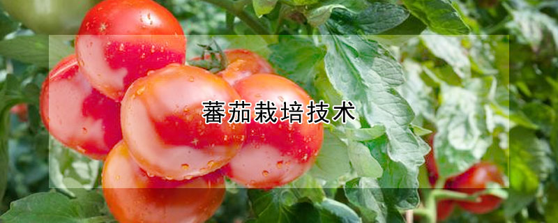 蕃茄栽培技術