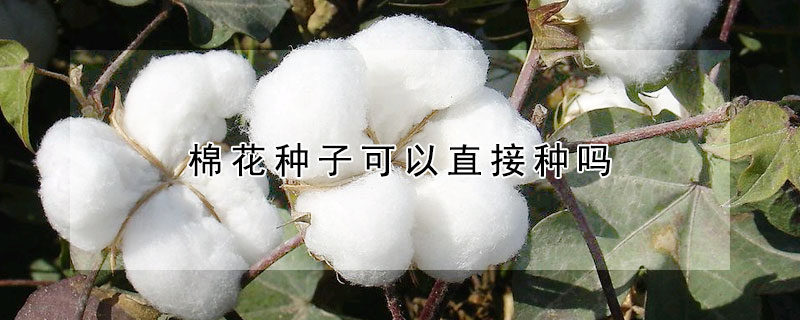 棉花種子可以直接種嗎