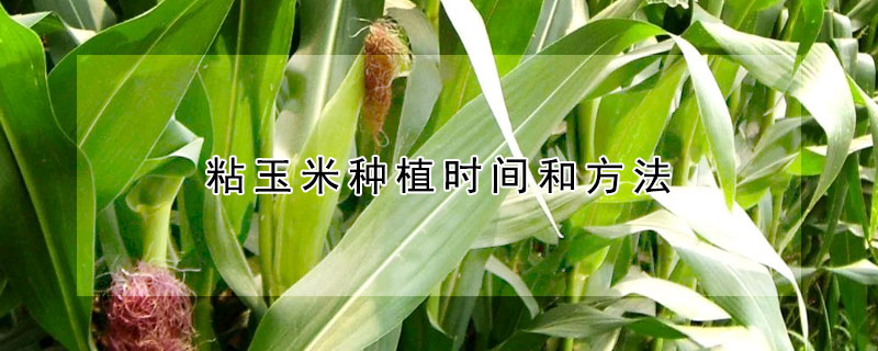 粘玉米種植時間和方法