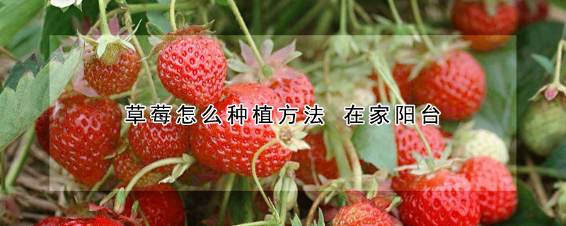 草莓怎麼種植方法 在家陽台