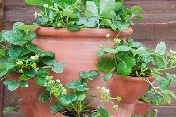 草莓怎麼種植方法 在家