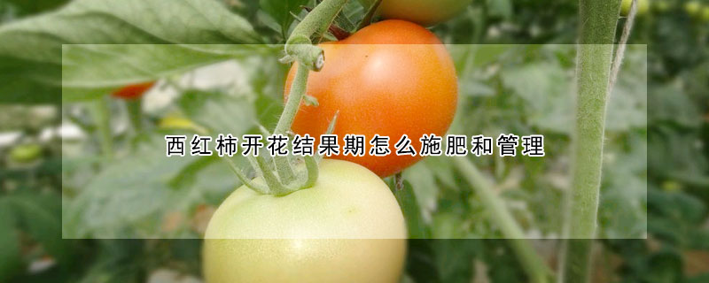 西紅柿開花結果期怎麼施肥和管理