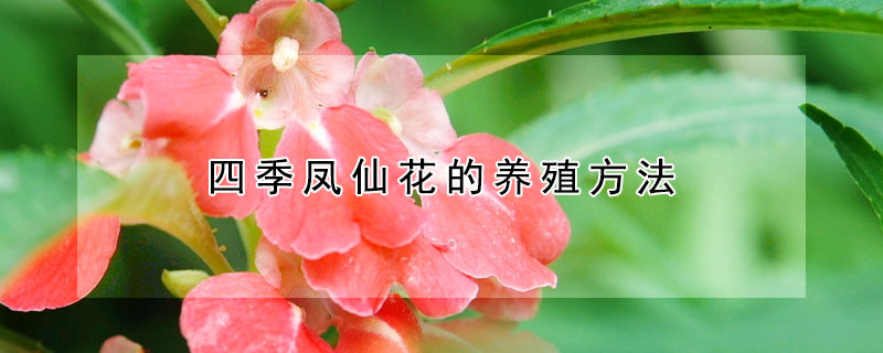 四季鳳仙花的養殖方法