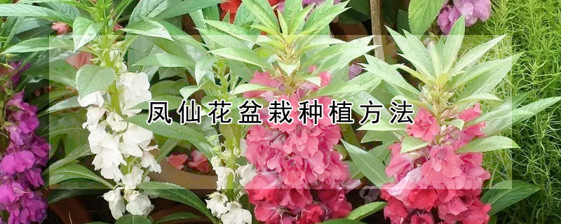 鳳仙花盆栽種植方法