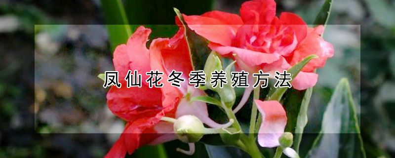 鳳仙花冬季養殖方法