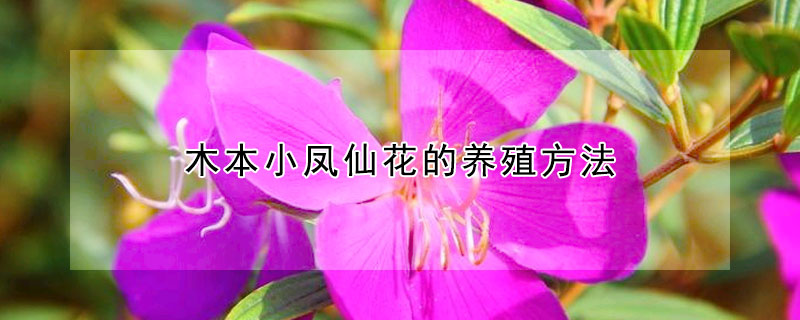 木本小鳳仙花的養殖方法