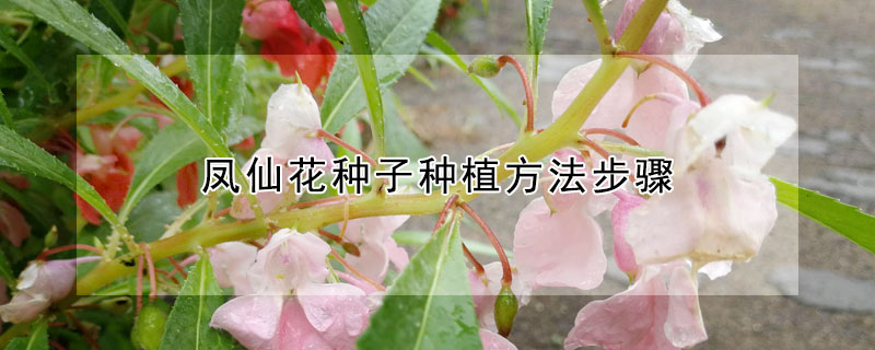 鳳仙花種子種植方法步驟