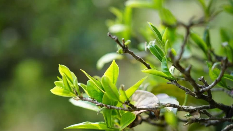 茶葉樹種植技術