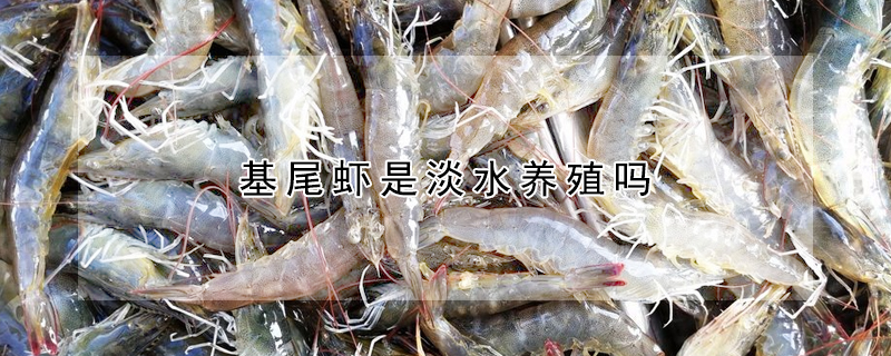 基尾蝦是淡水養殖嗎
