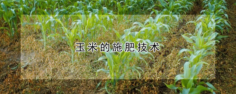 玉米的施肥技術