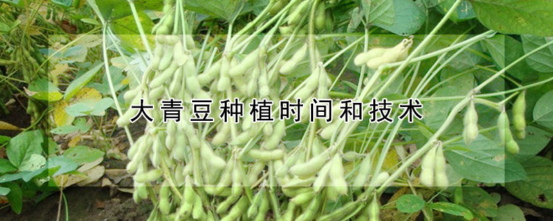 大青豆種植時間和技術