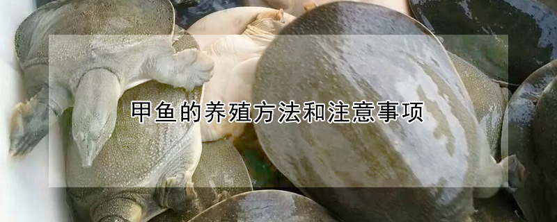 甲魚的養殖方法和注意事項