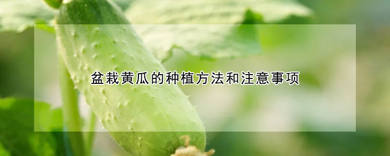 盆栽黃瓜的種植方法和注意事項