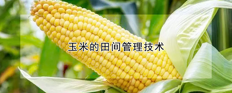 玉米的田間管理技術