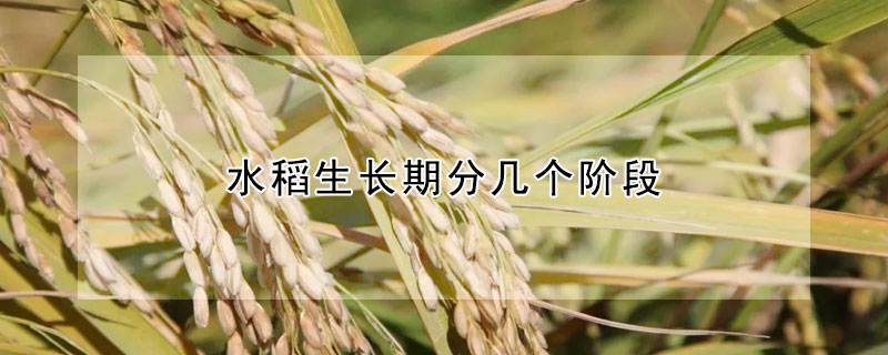 水稻生長期分幾個階段