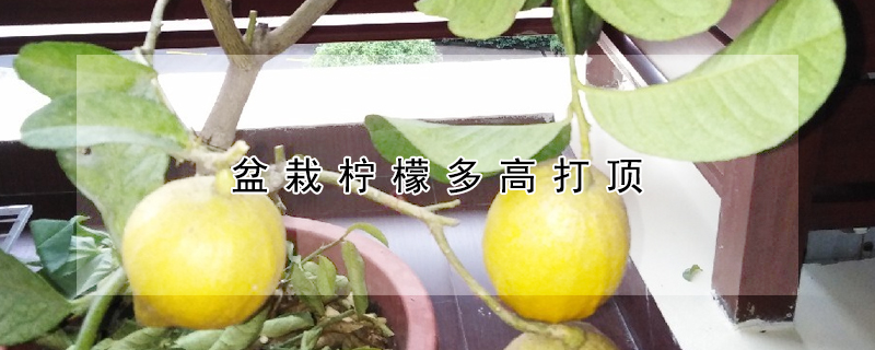 盆栽檸檬多高打頂
