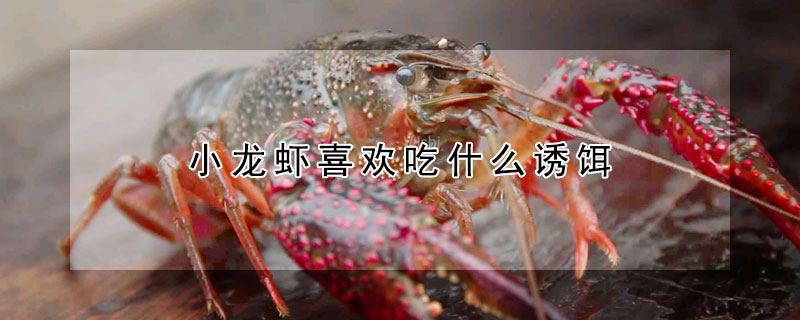 小龍蝦喜歡吃什麼誘餌