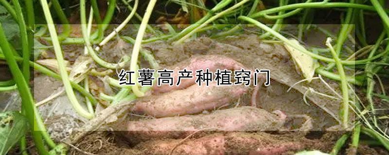 紅薯高產種植竅門
