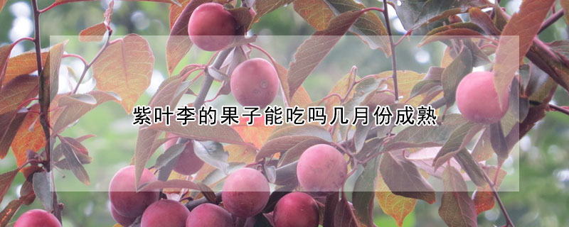 紫葉李的果子能吃嗎幾月份成熟
