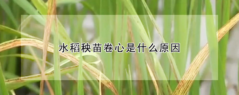 水稻秧苗卷心是什麼原因