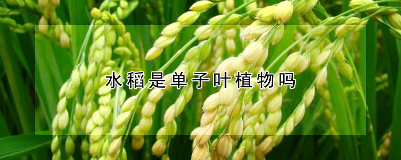 水稻是單子葉植物嗎