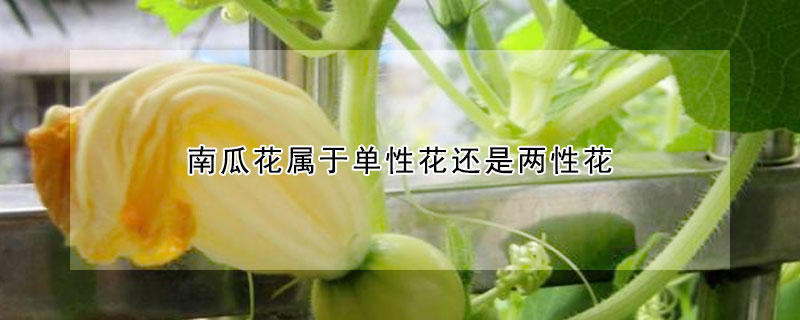 南瓜花屬於單性花還是兩性花