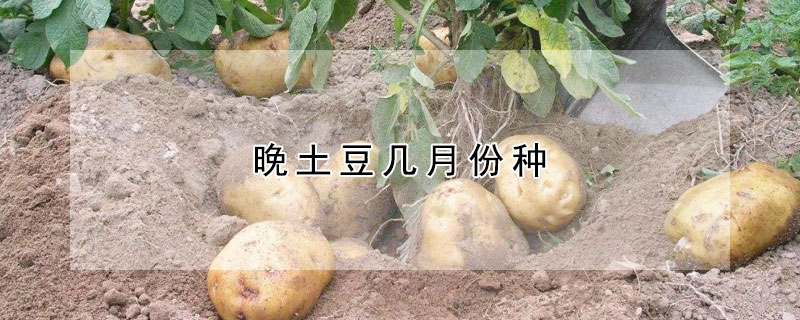 晚土豆幾月份種