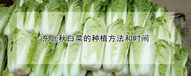 東北秋白菜的種植方法和時間