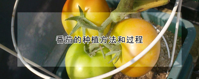 番茄的種植方法和過程