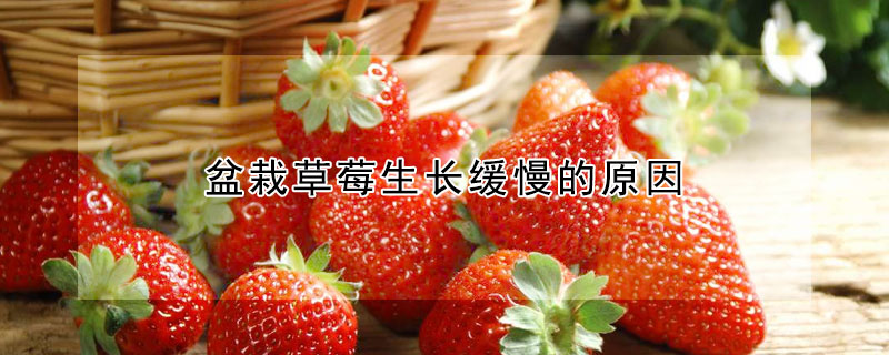 盆栽草莓生長緩慢的原因