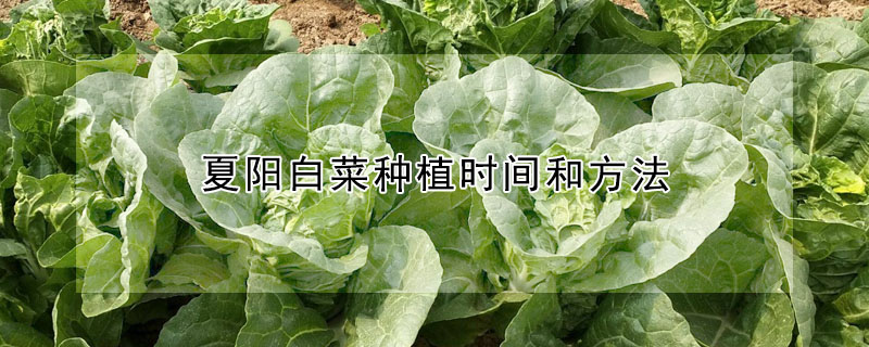 夏陽白菜種植時間和方法