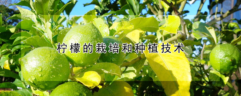 檸檬的栽培和種植技術
